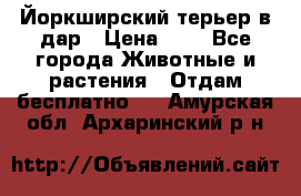 Йоркширский терьер в дар › Цена ­ 1 - Все города Животные и растения » Отдам бесплатно   . Амурская обл.,Архаринский р-н